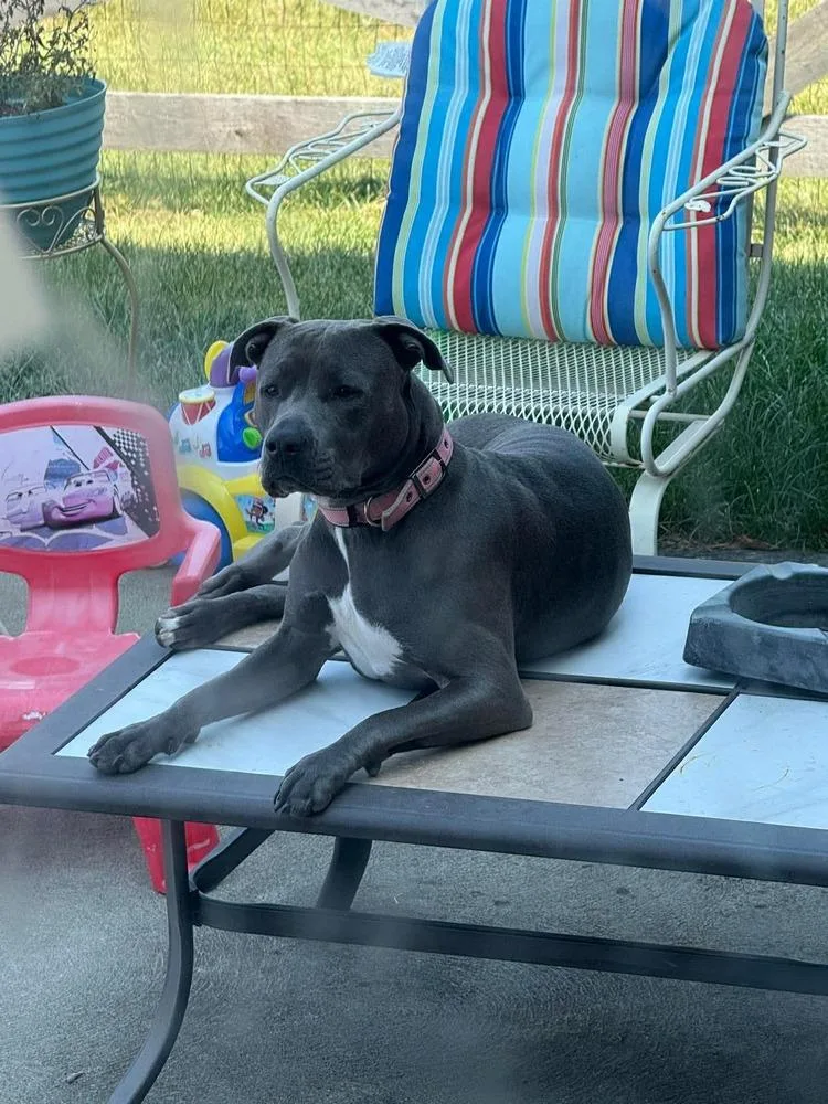 Buttercup thumbnail 4