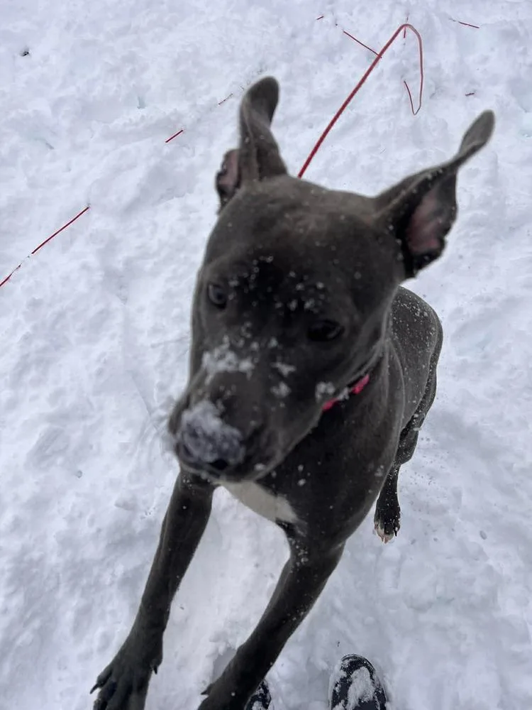 Buttercup thumbnail 5