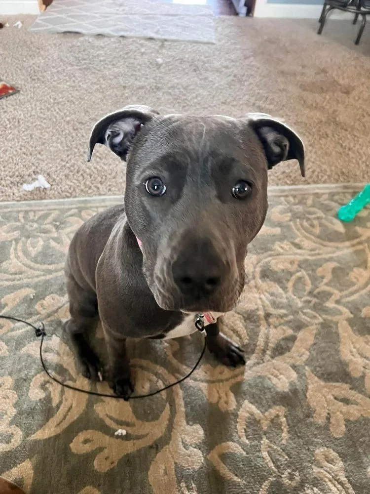 Buttercup thumbnail 6