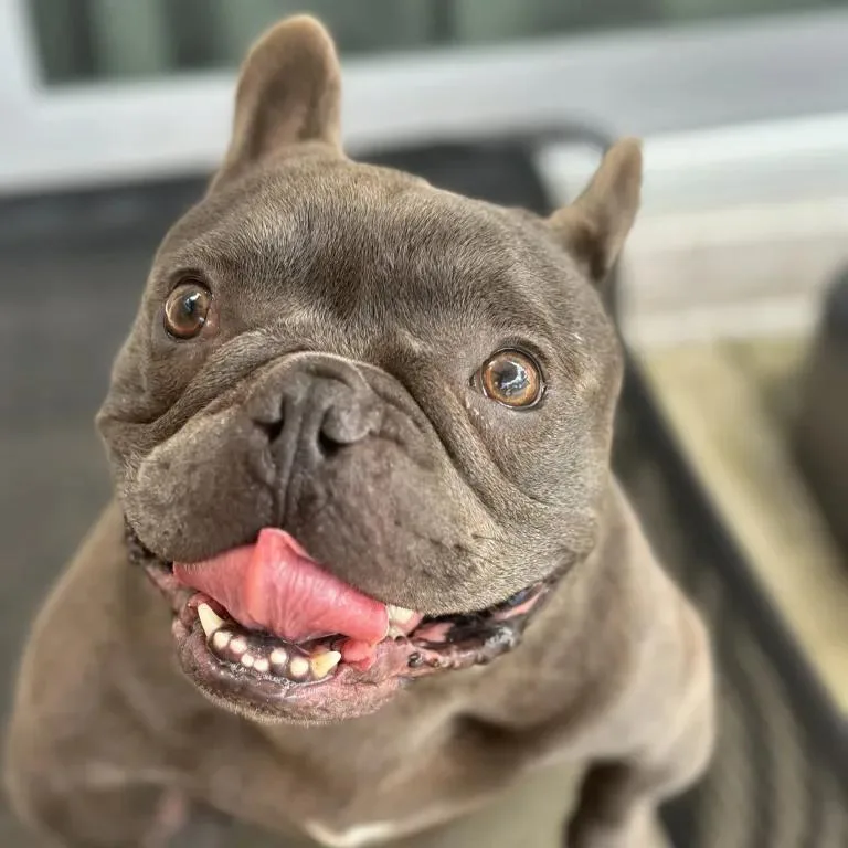 Porky Pig thumbnail 2