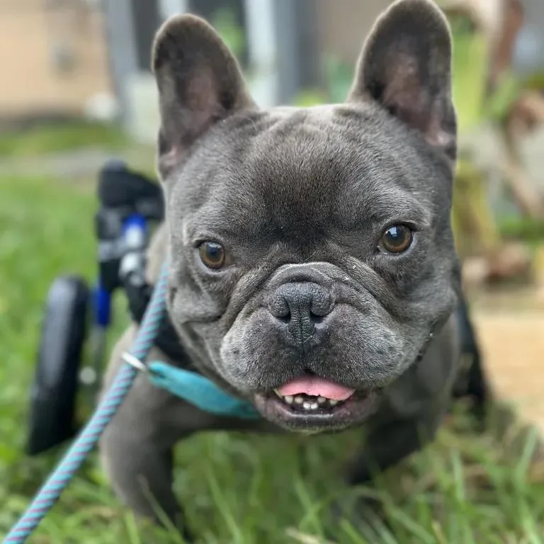 Porky Pig thumbnail 3