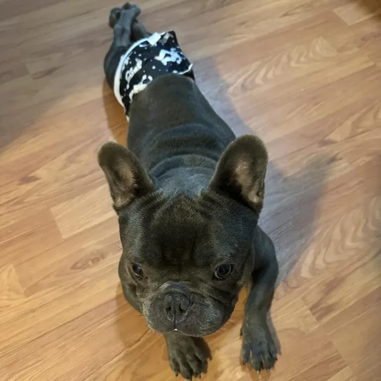 Porky Pig thumbnail 4