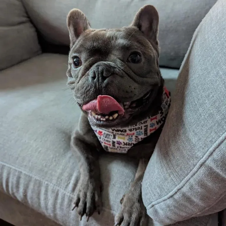 Porky Pig thumbnail 5