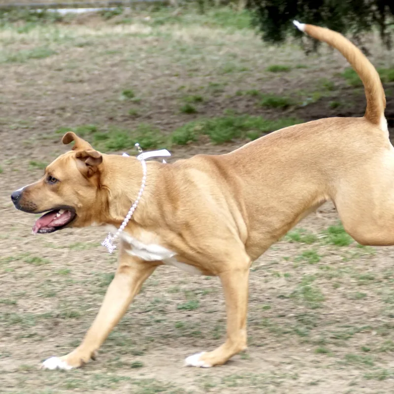 Honey Bunches S thumbnail 2