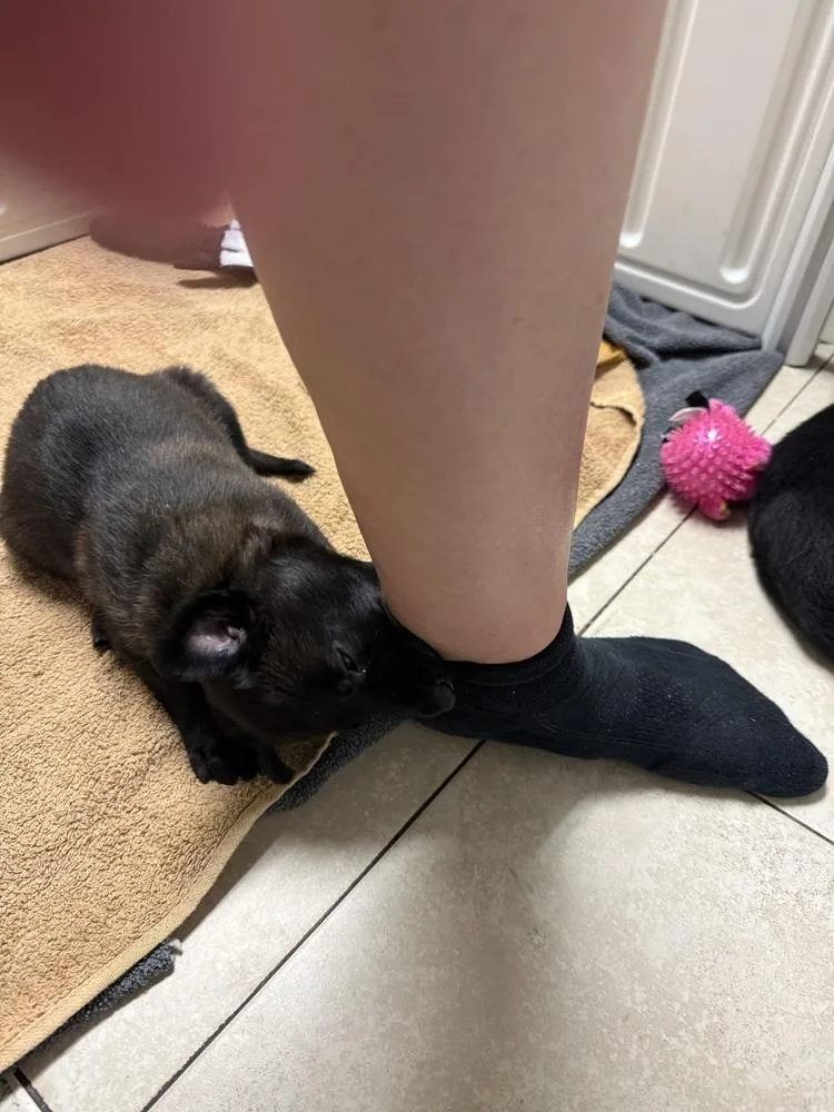 Lakeland Lookers  Knox