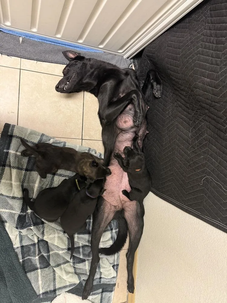 Lakeland Lookers  Momma