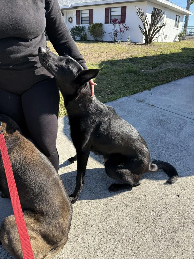 Lakeland Lookers  Momma thumbnail 3