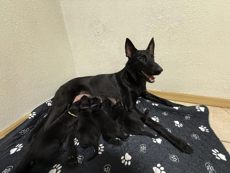 Lakeland Lookers  Momma thumbnail 5