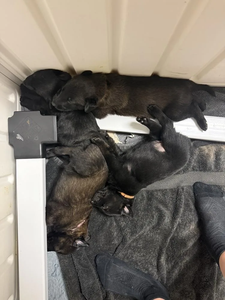 Lakeland Lookers  Onyx