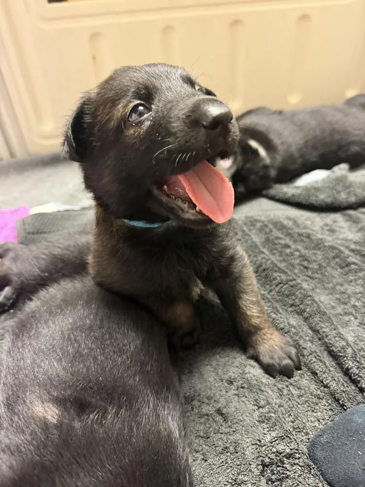 Lakeland Lookers  Skye
