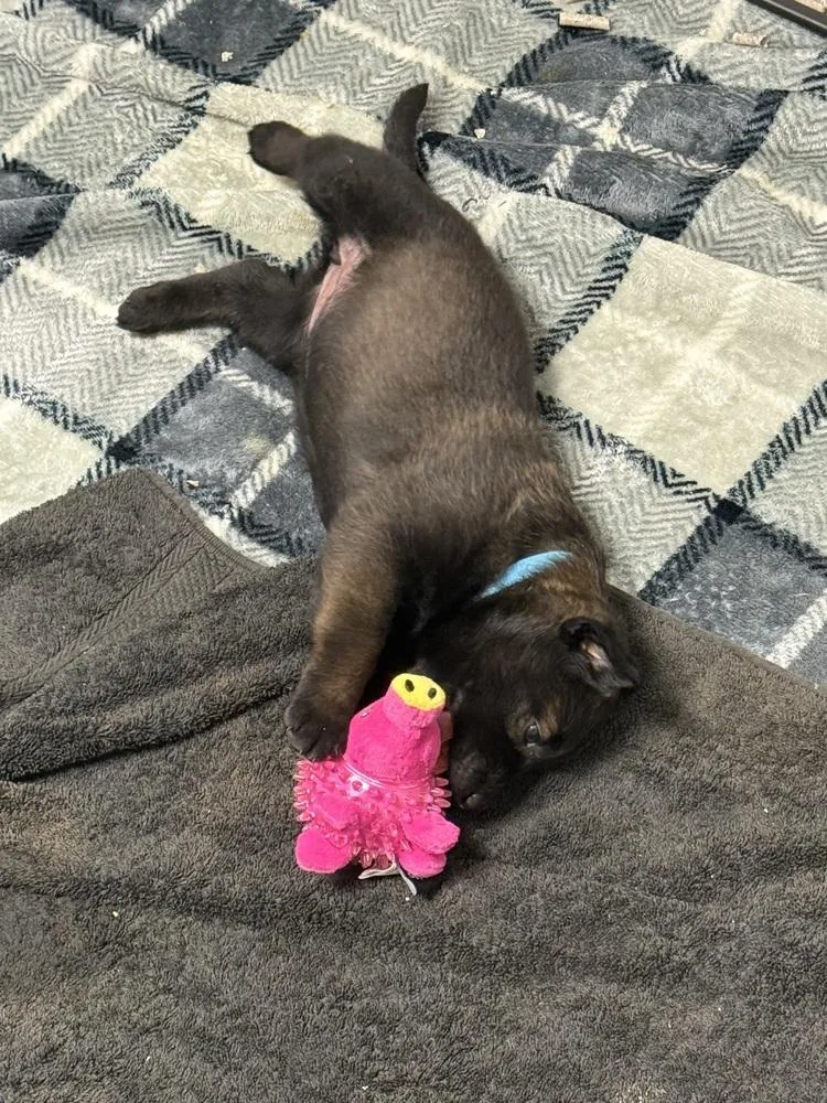 Lakeland Lookers  Skye thumbnail 2