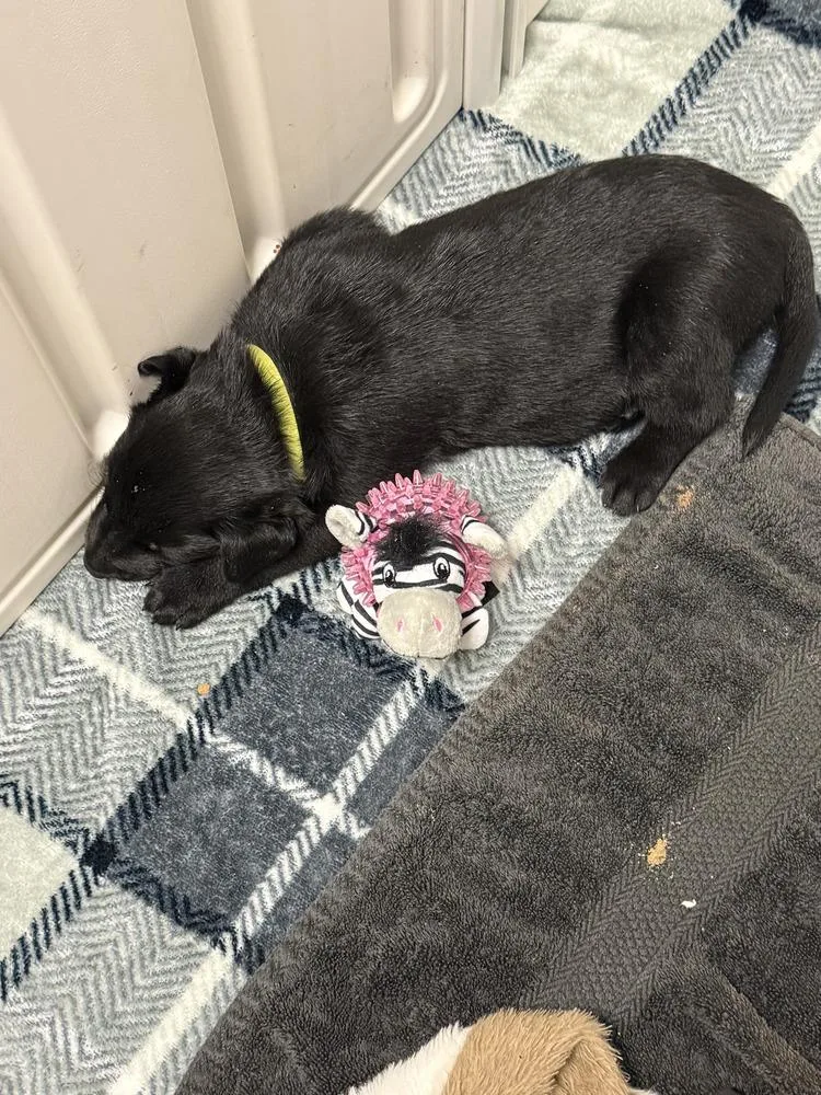 Lakeland Lookers  Vega