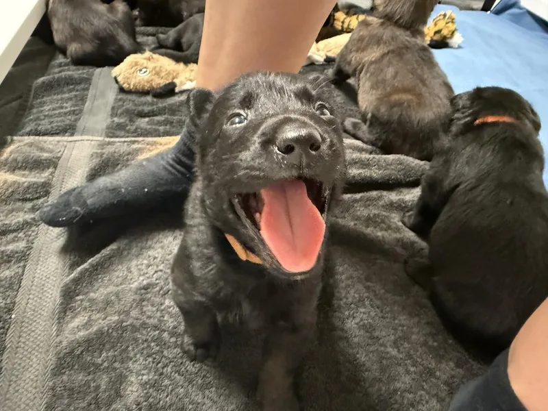 Lakeland Lookers  Vex