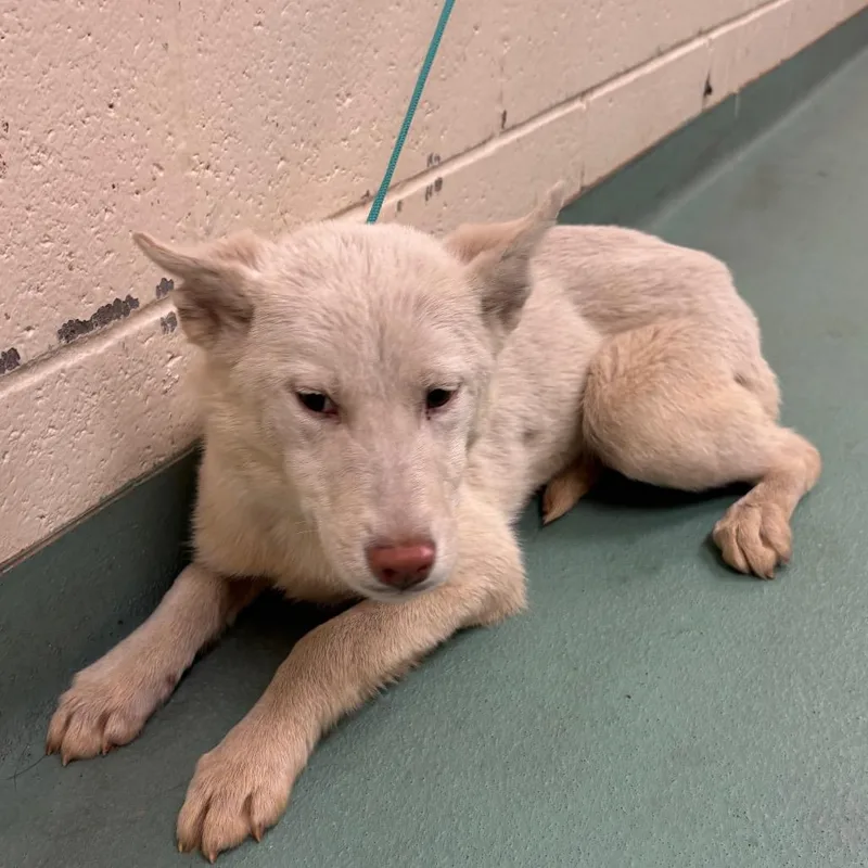 Drusilla thumbnail 2