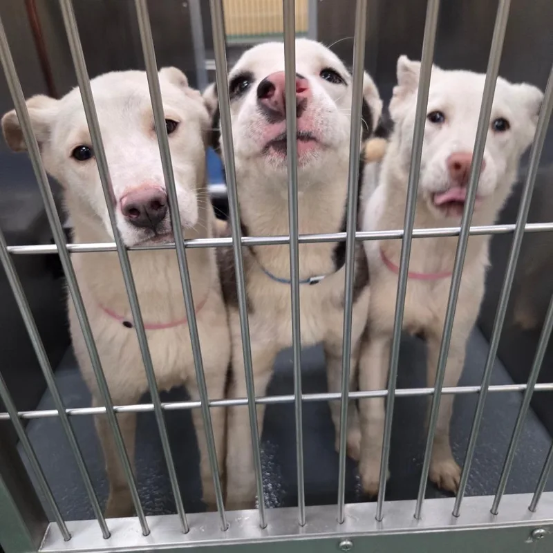 Drusilla thumbnail 3