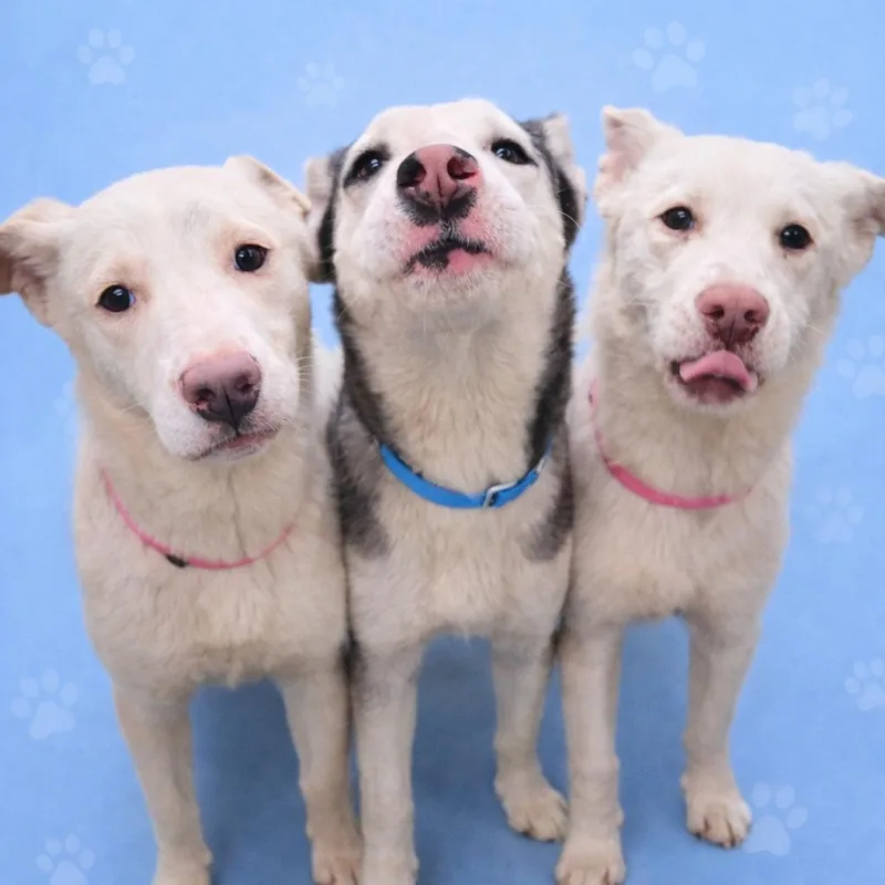 Drusilla thumbnail 4