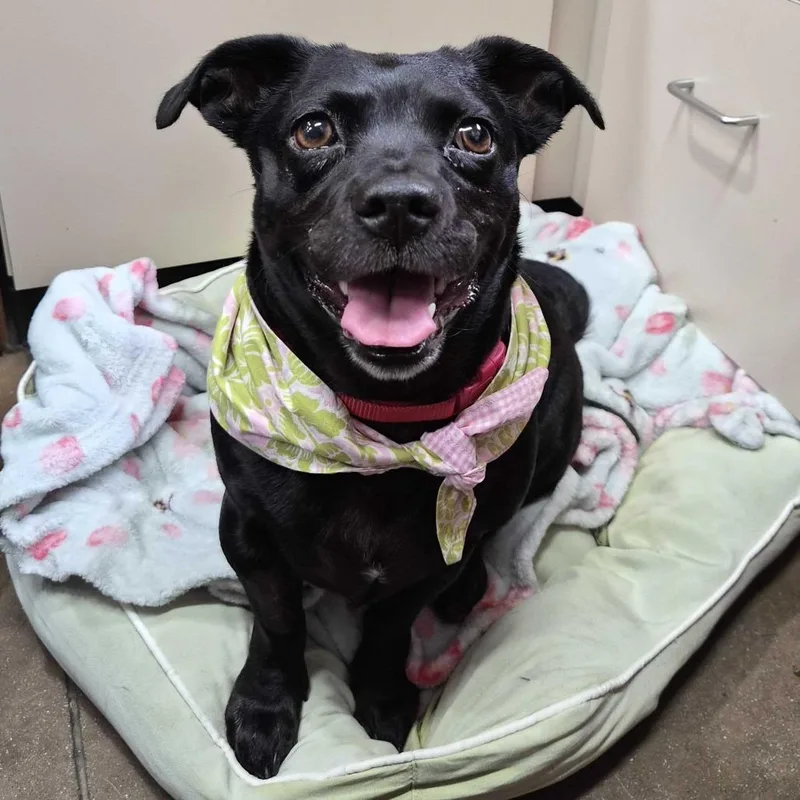 Penelope thumbnail 2