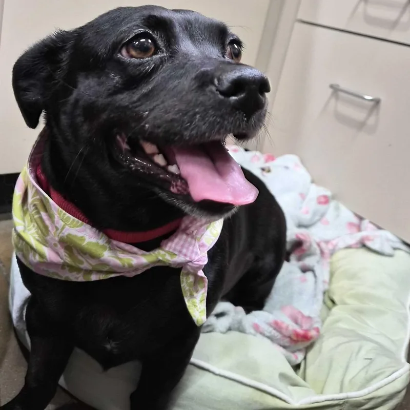 Penelope thumbnail 3