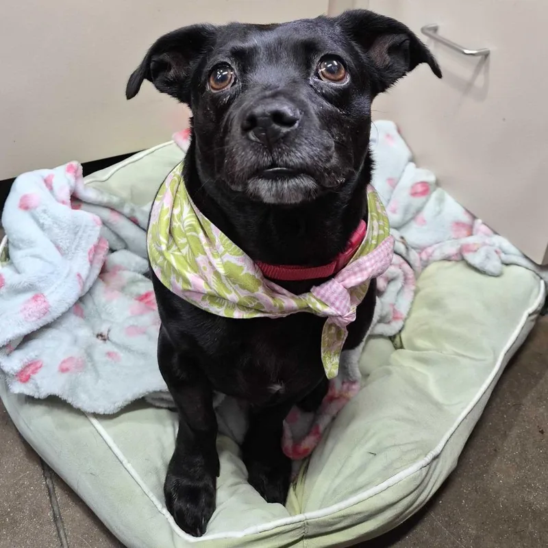 Penelope thumbnail 4