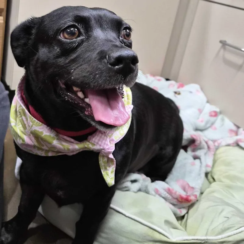 Penelope thumbnail 5