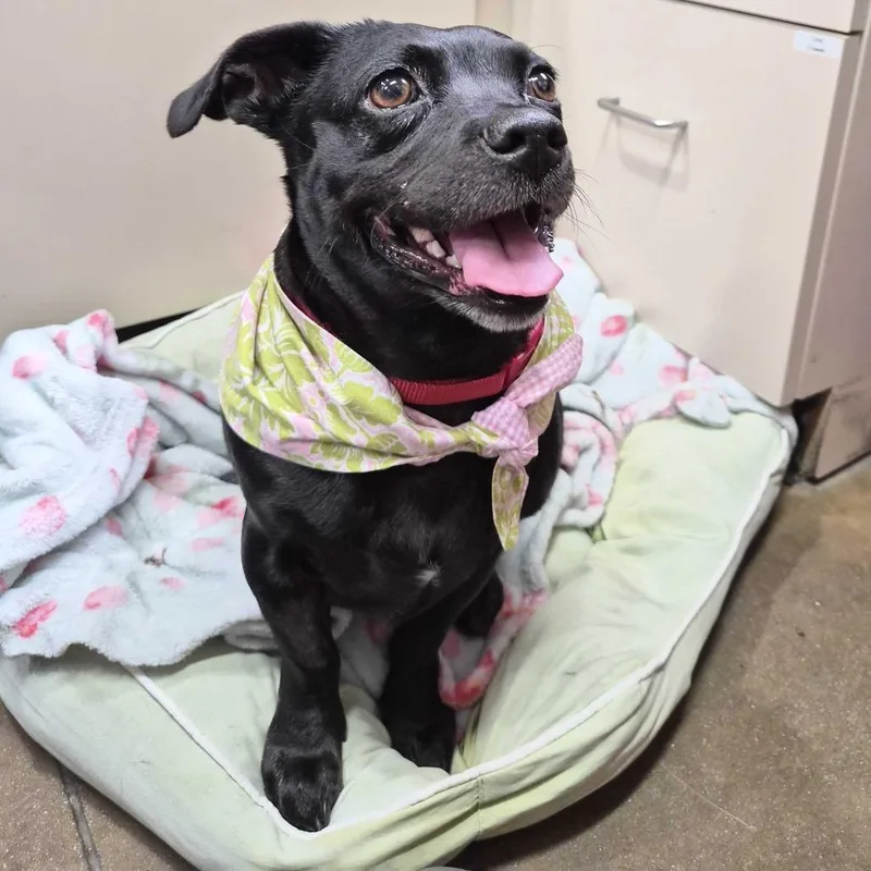 Penelope thumbnail 6