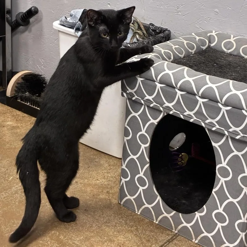 Professor Plum thumbnail 2