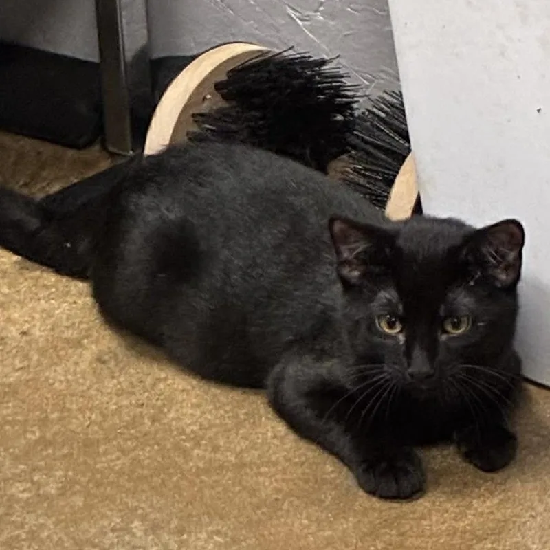 Professor Plum thumbnail 3