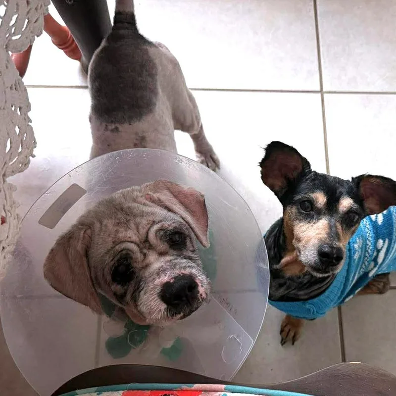 Valentino thumbnail 2