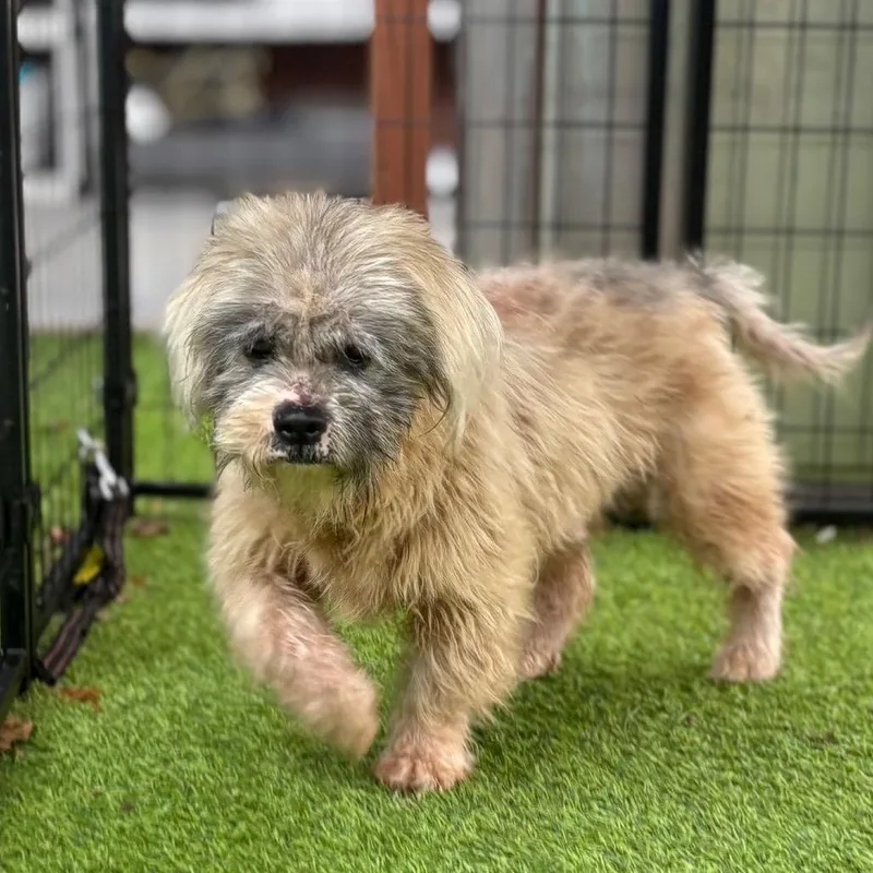 Valentino thumbnail 3