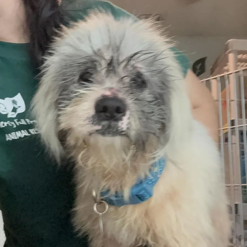 Valentino thumbnail 4