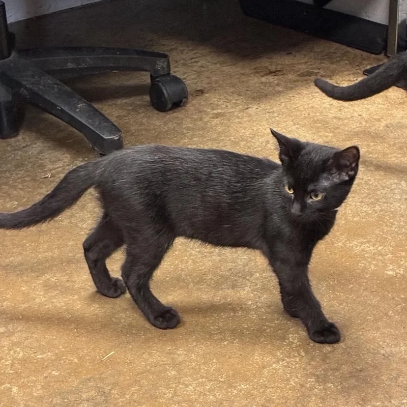 Mrs. Peacock thumbnail 2