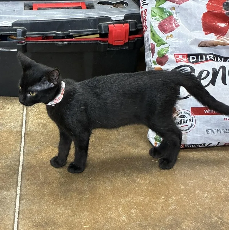 Mrs. Peacock thumbnail 3