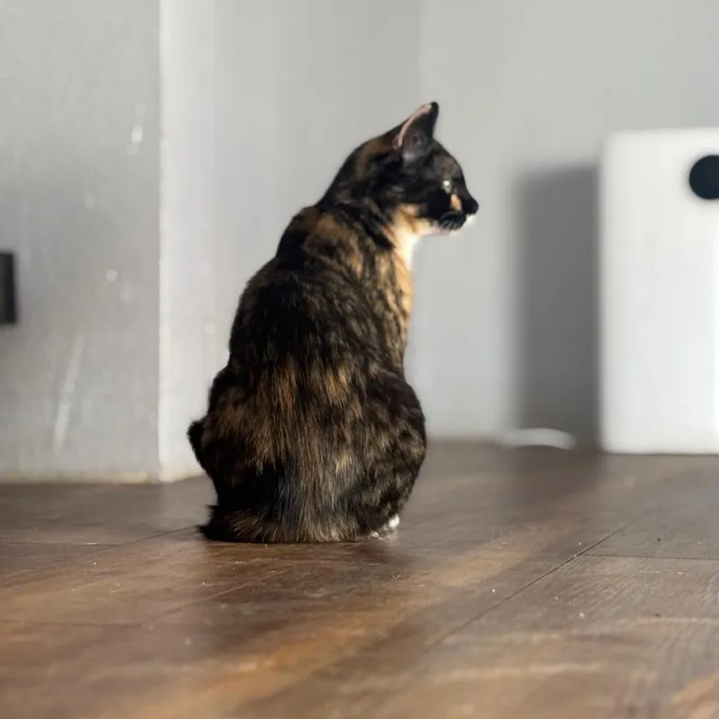 Missandei thumbnail 2