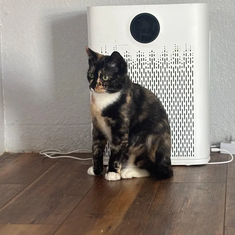 Missandei thumbnail 3