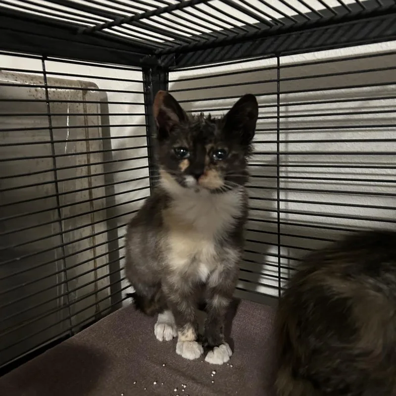 Missandei thumbnail 4