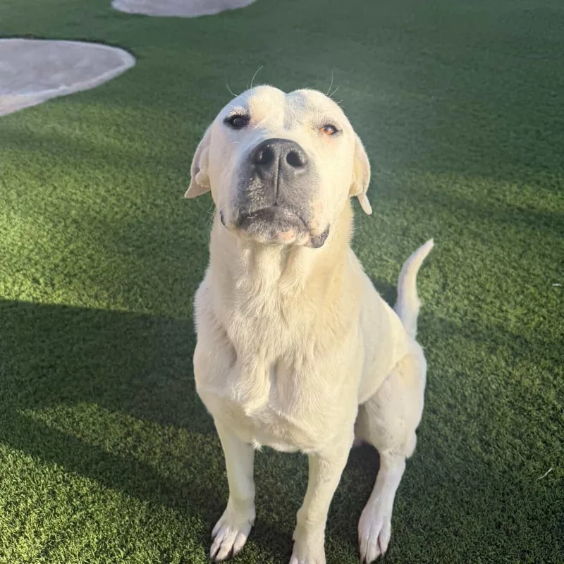 Argentino thumbnail 2