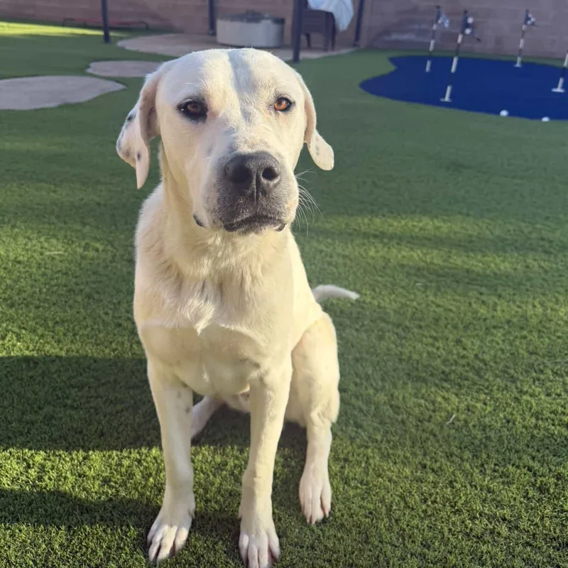 Argentino thumbnail 3