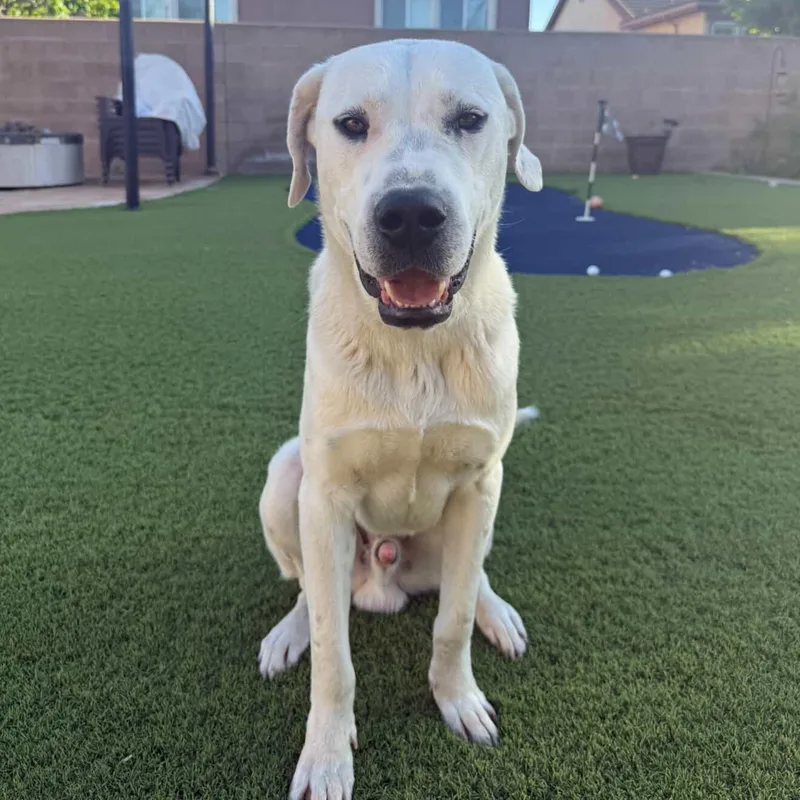 Argentino thumbnail 4