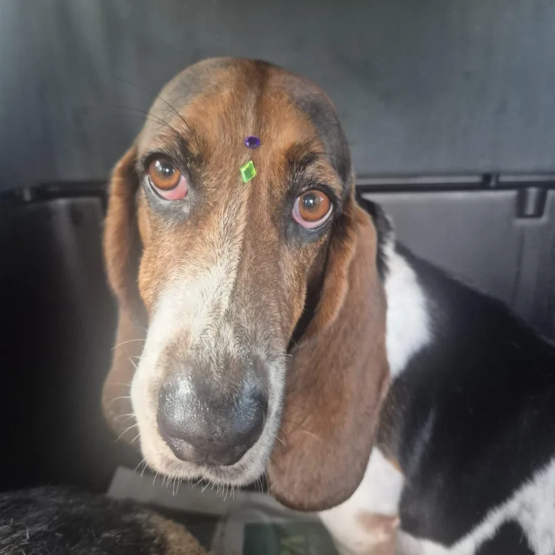 Babavossout Of Town thumbnail 3