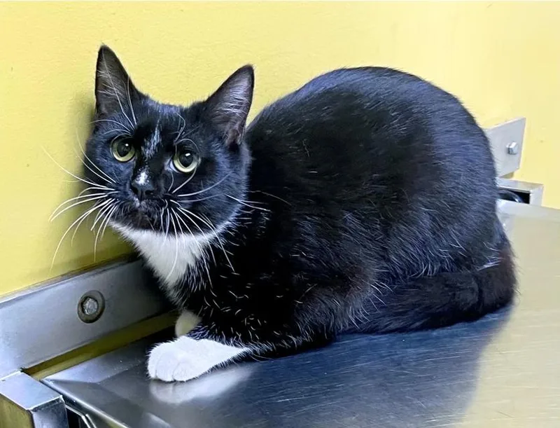 An adult small-sized female Domestic Short Hair cat named Bonnie for adoption in Columbia, KY
