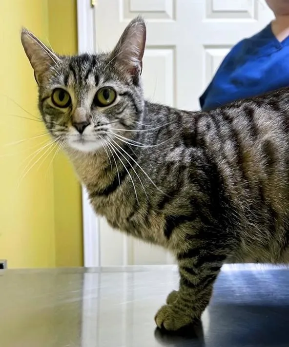 Mama Tulip thumbnail 2