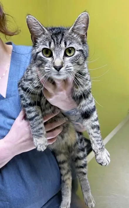 Mama Tulip thumbnail 3