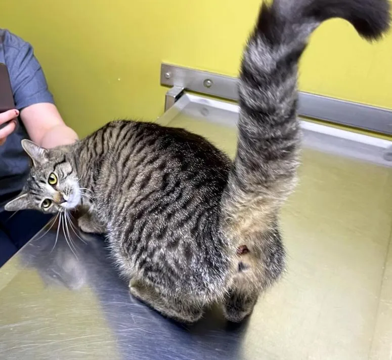 Mama Tulip thumbnail 4