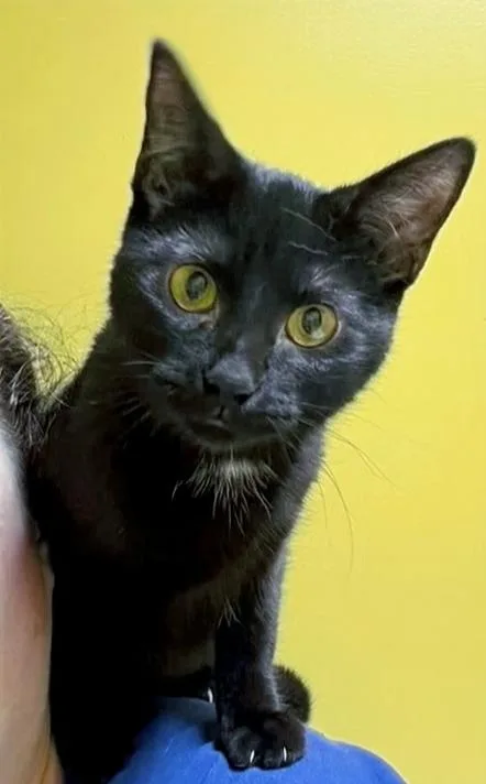 An adult medium-sized female Black Domestic Short Hair cat named Millie for adoption in Columbia, KY