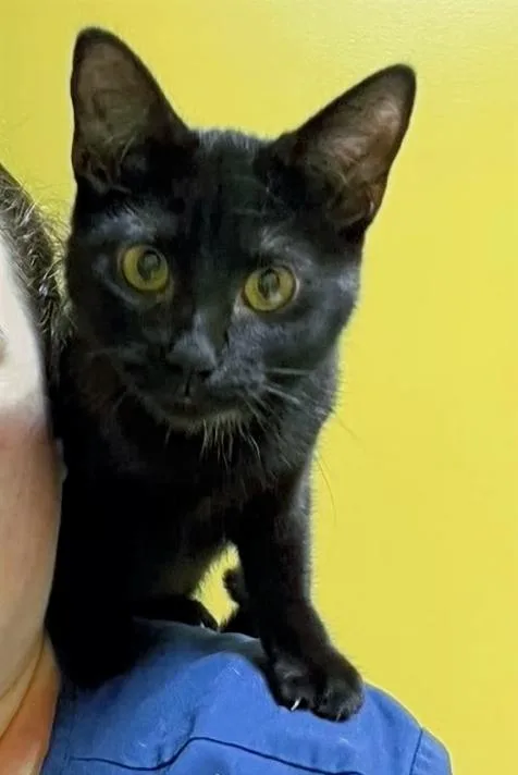 Millie thumbnail 4