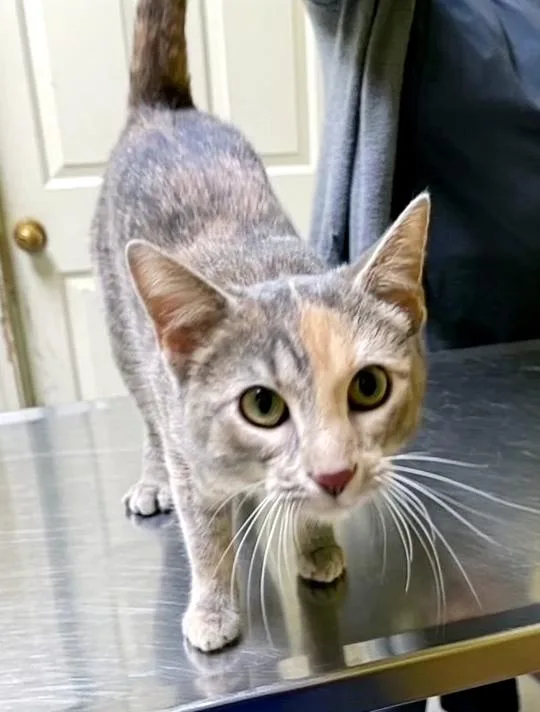 An adult medium-sized female Calico Domestic Short Hair cat named Minnie for adoption in Columbia, KY