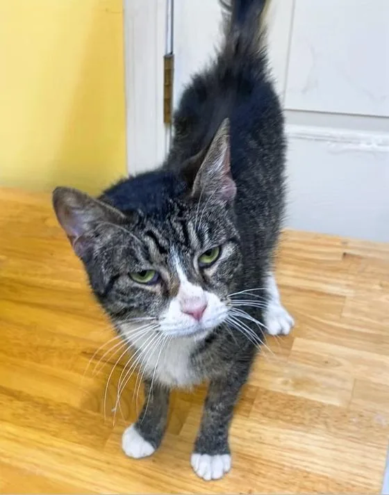 An adult medium-sized female Tabby (Brown / Chocolate) Domestic Short Hair cat named Trixie for adoption in Columbia, KY