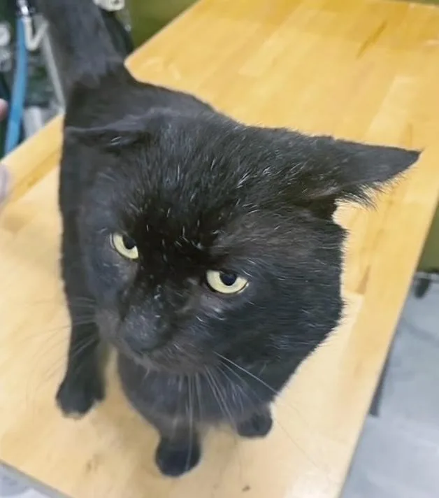 Old Man Charlie thumbnail 2