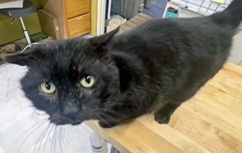 Old Man Charlie thumbnail 3