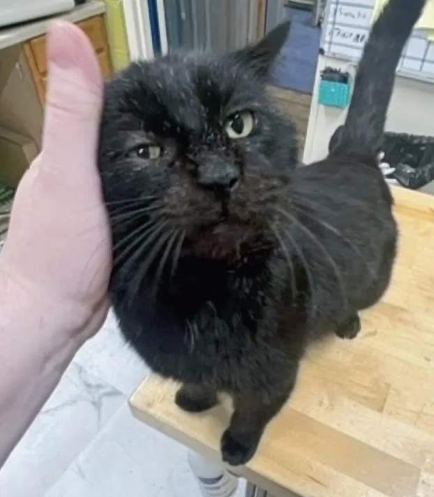 Old Man Charlie thumbnail 4